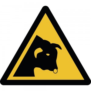 Toro in plex trasp a bandiera - W034